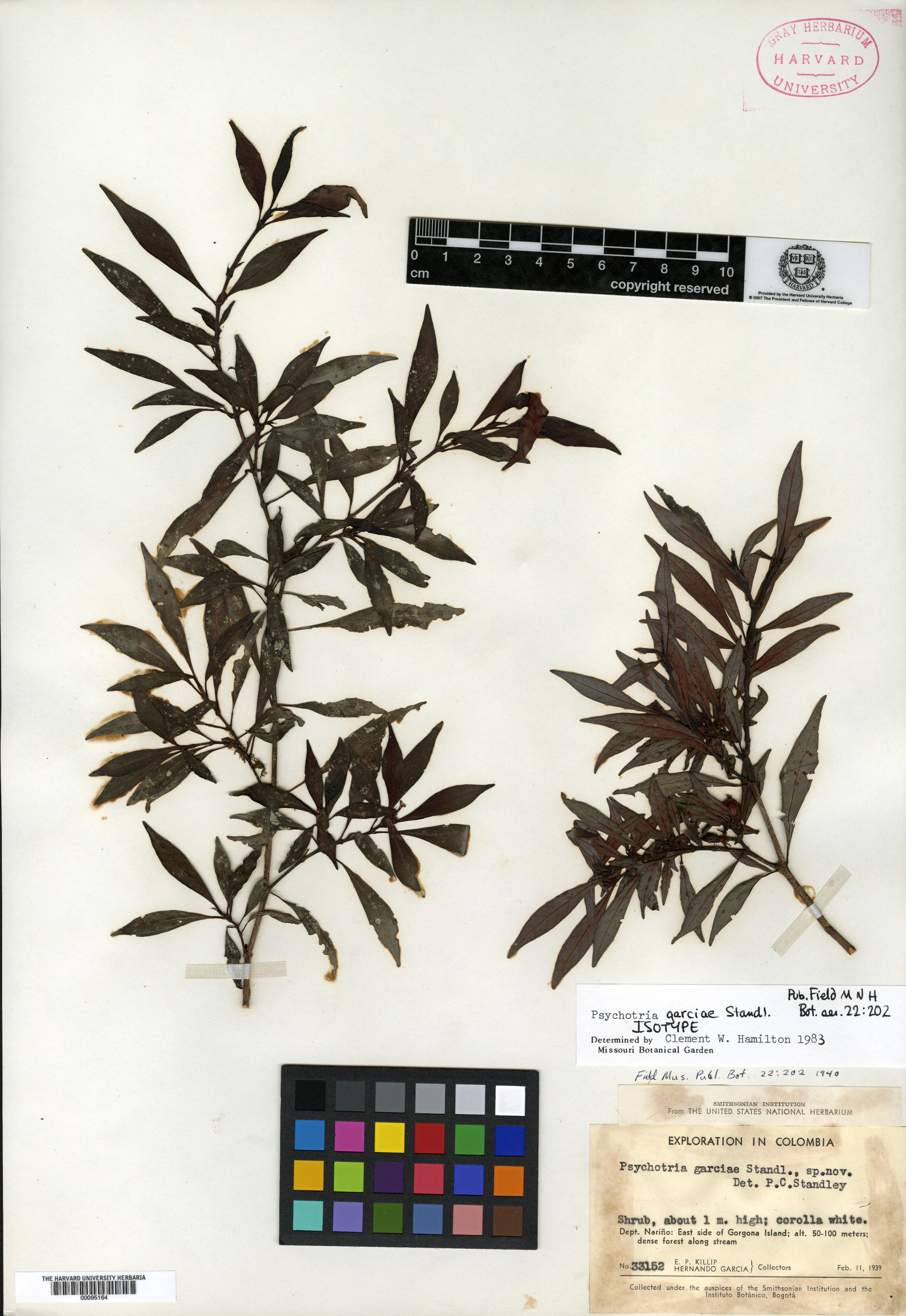 Psychotria garciae image