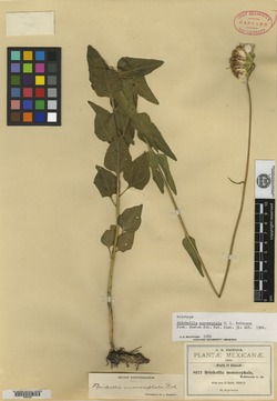 Brickellia monocephala image