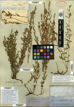 Aspicarpa hyssopifolia image