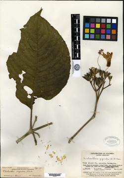Trichanthera corymbosa image