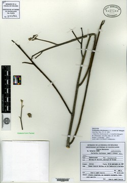 Euphorbia diazlunana image
