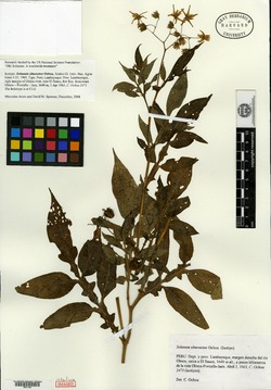 Solanum olmosense image