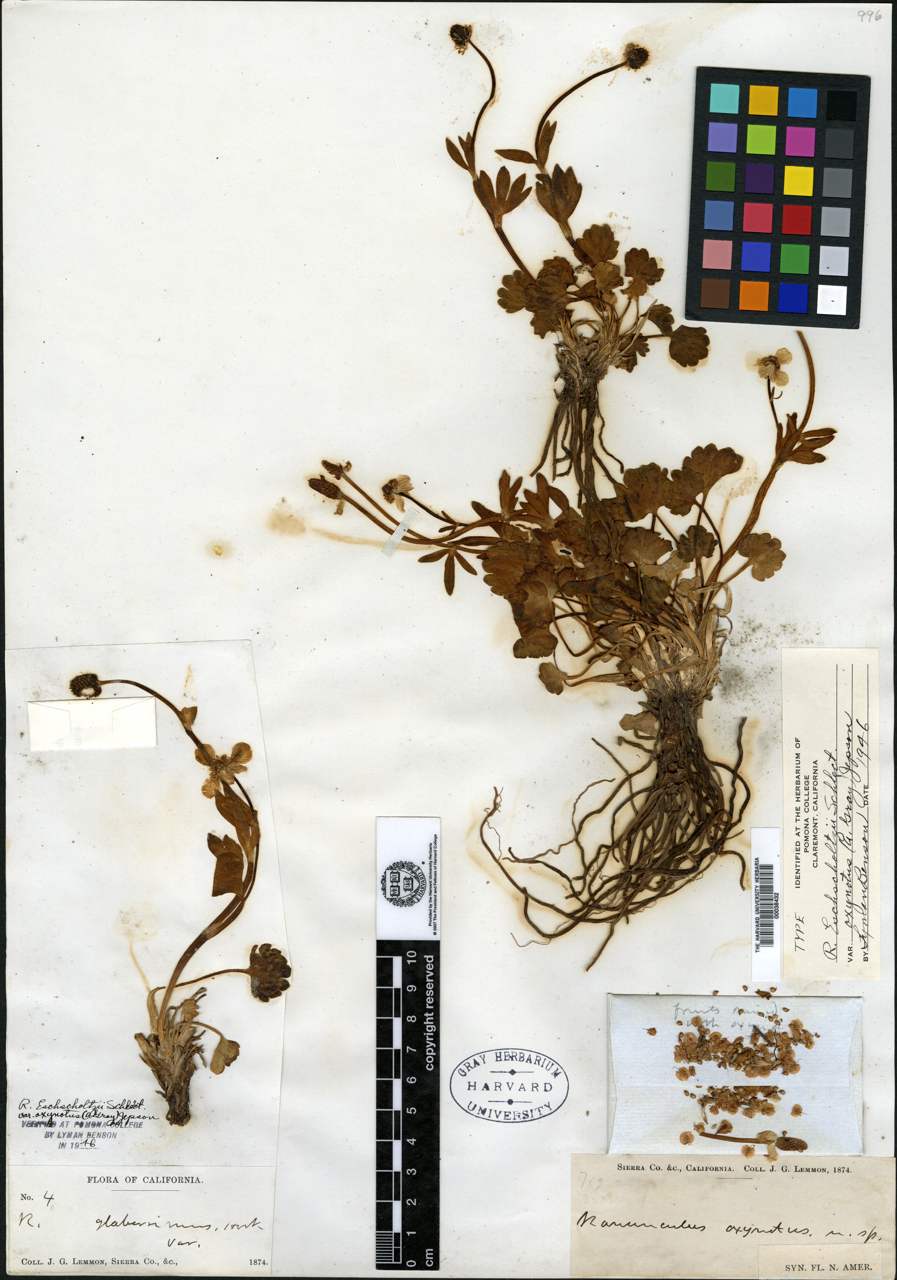 Ranunculus oxynotus image