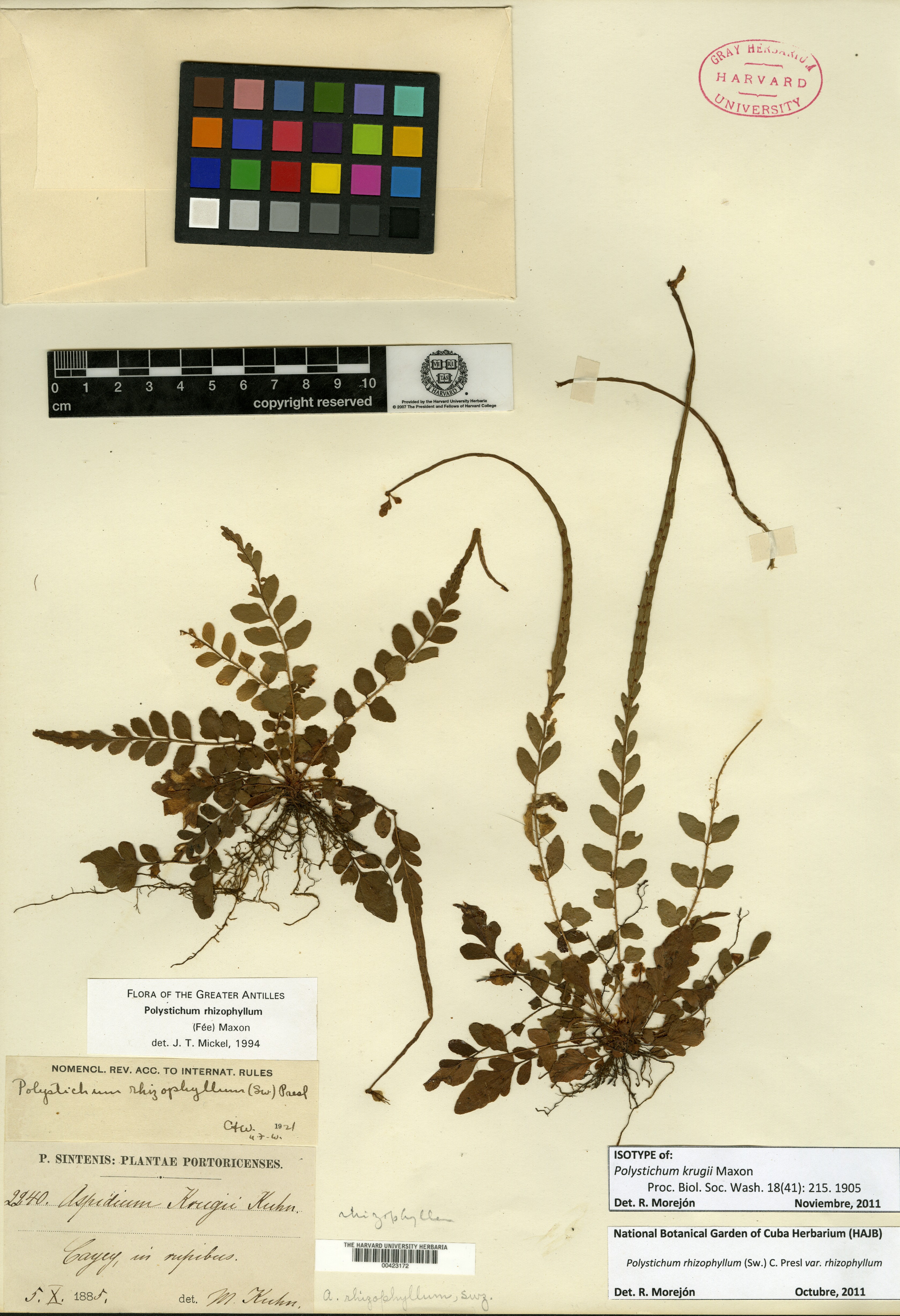 Polystichum rhizophyllum subsp. rhizophyllum image
