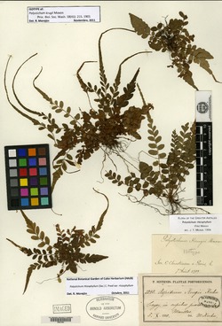 Polystichum rhizophyllum subsp. rhizophyllum image