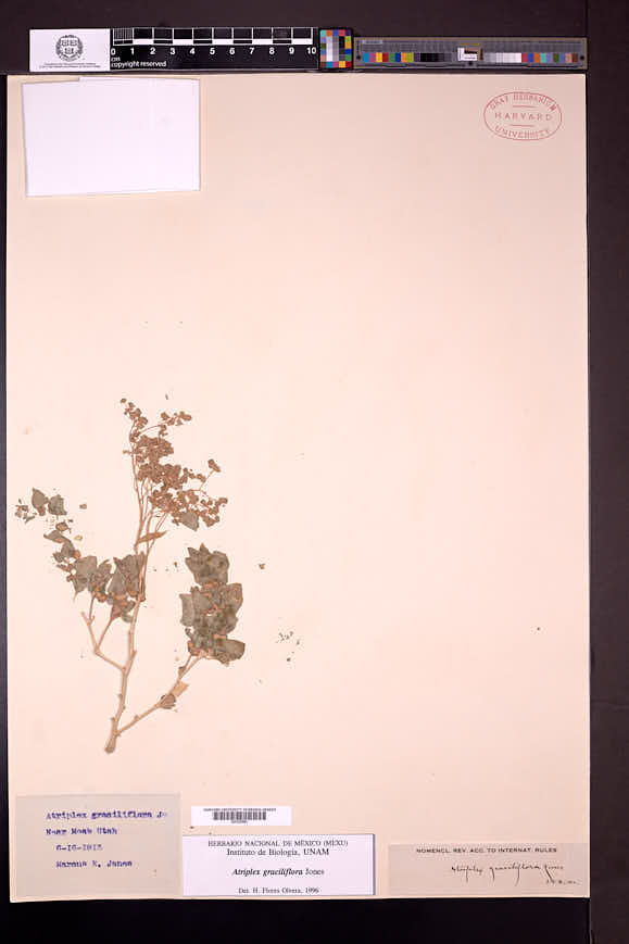 Atriplex graciliflora image