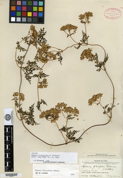 Mikania filicifolia image