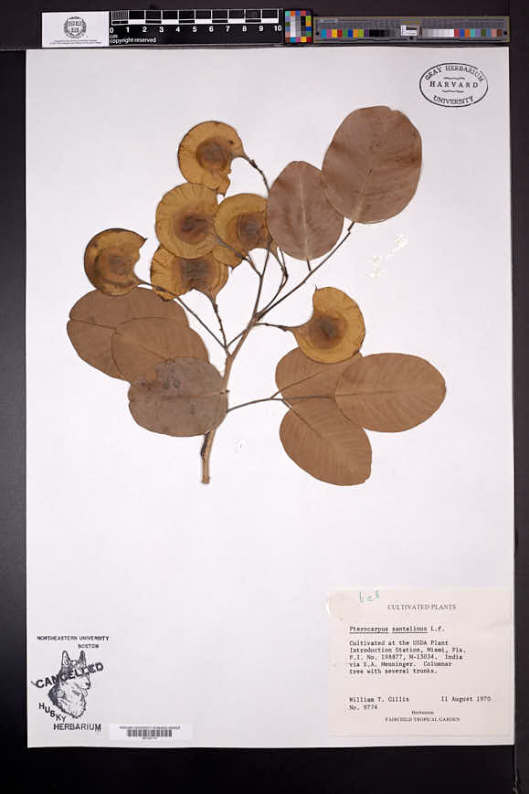 Pterocarpus santalinus image