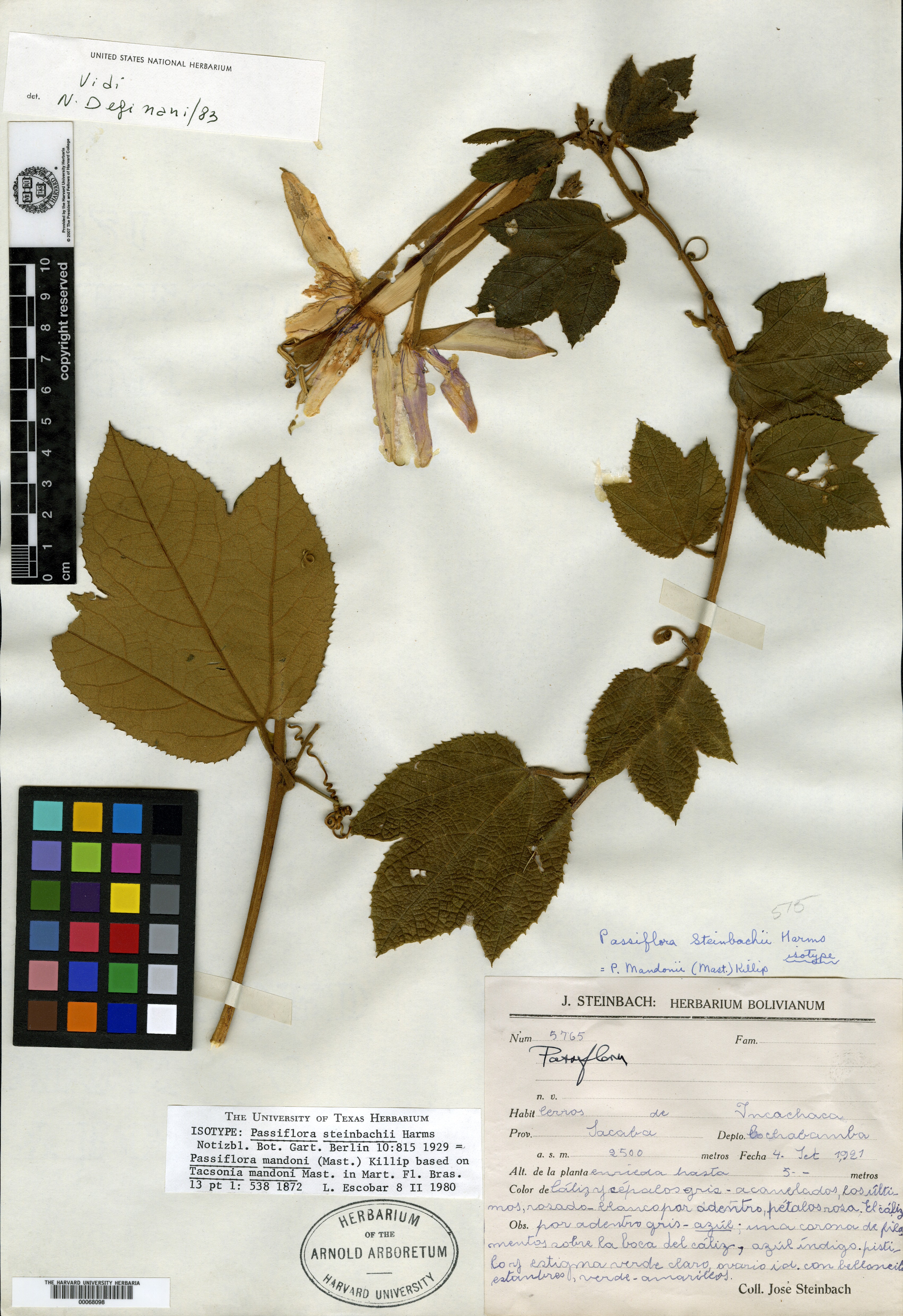 Passiflora steinbachii image