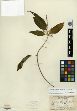 Croton scouleri image