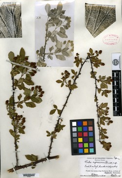 Rubus cupressorum image