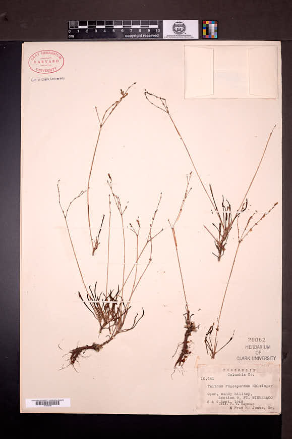 Talinum rugospermum image