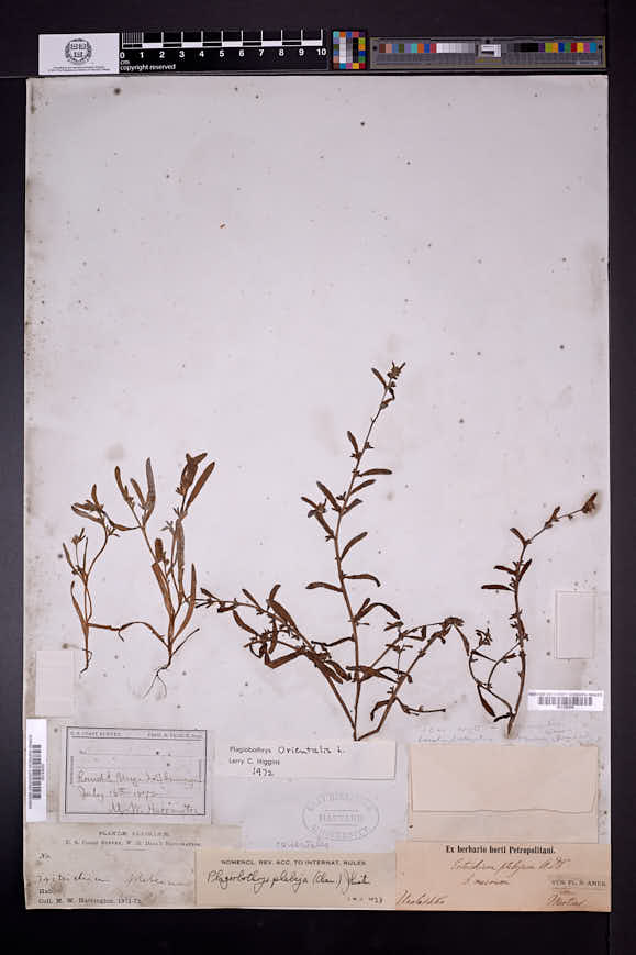 Plagiobothrys orientalis image