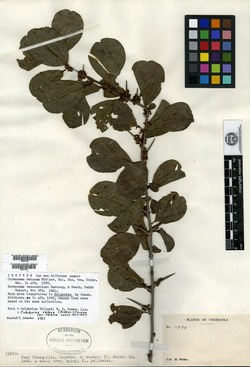 Colubrina retusa subsp. retusa image
