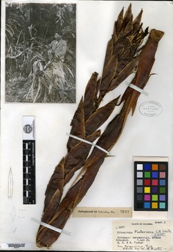 Pitcairnia macarenensis image