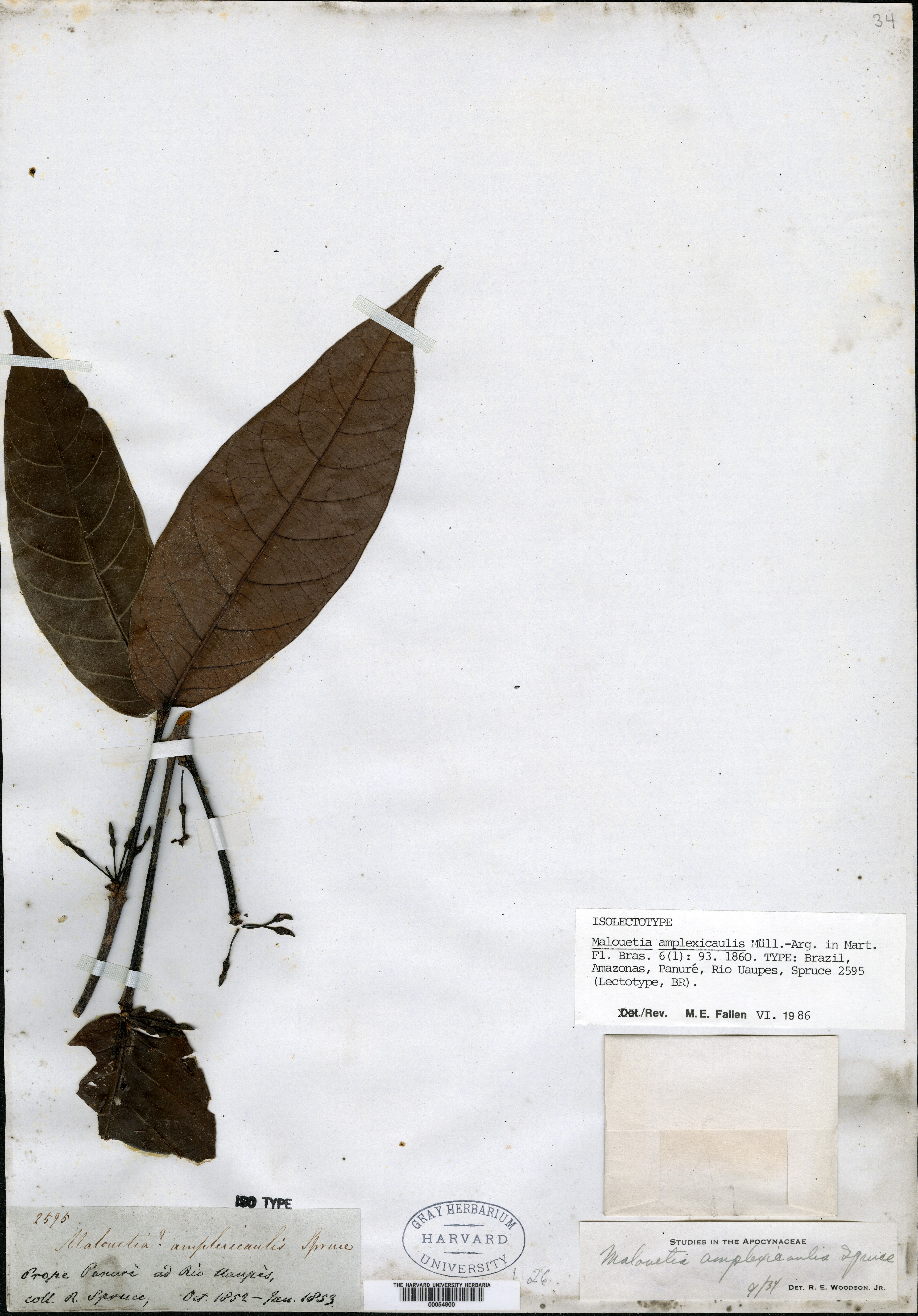 Malouetia amplexicaulis image