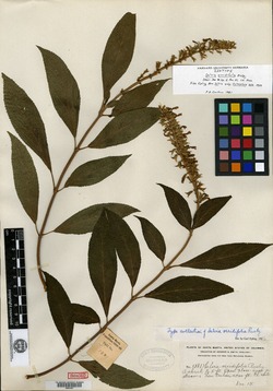 Salvia sphacelioides image