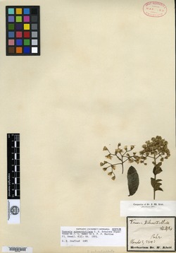 Vernonanthura subverticillata image