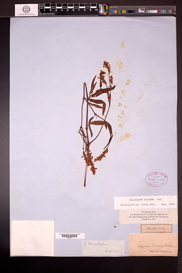 Persicaria bicornis image