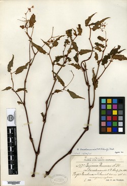 Begonia barahonensis image