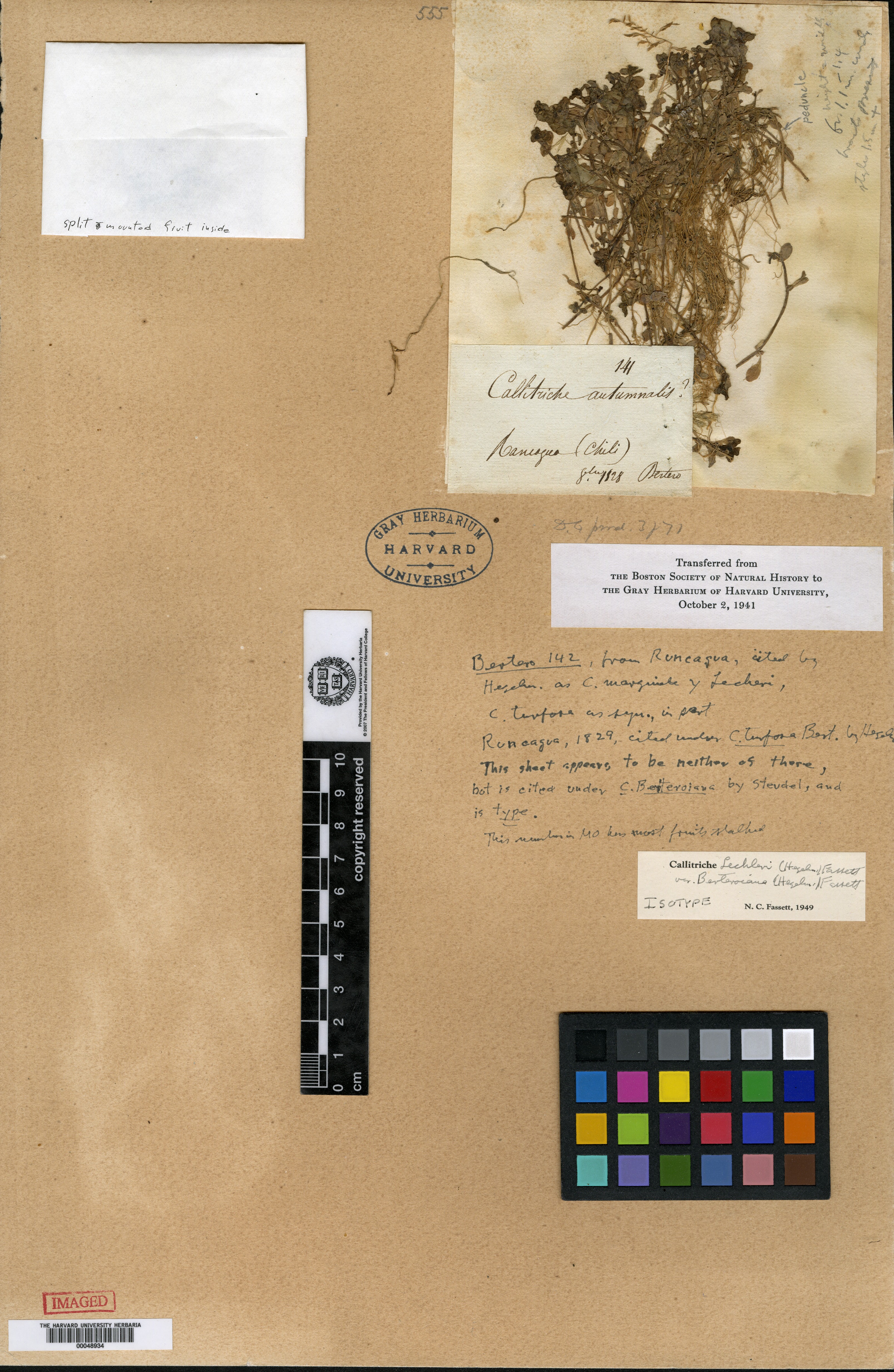 Callitriche terrestris subsp. subsessilis image