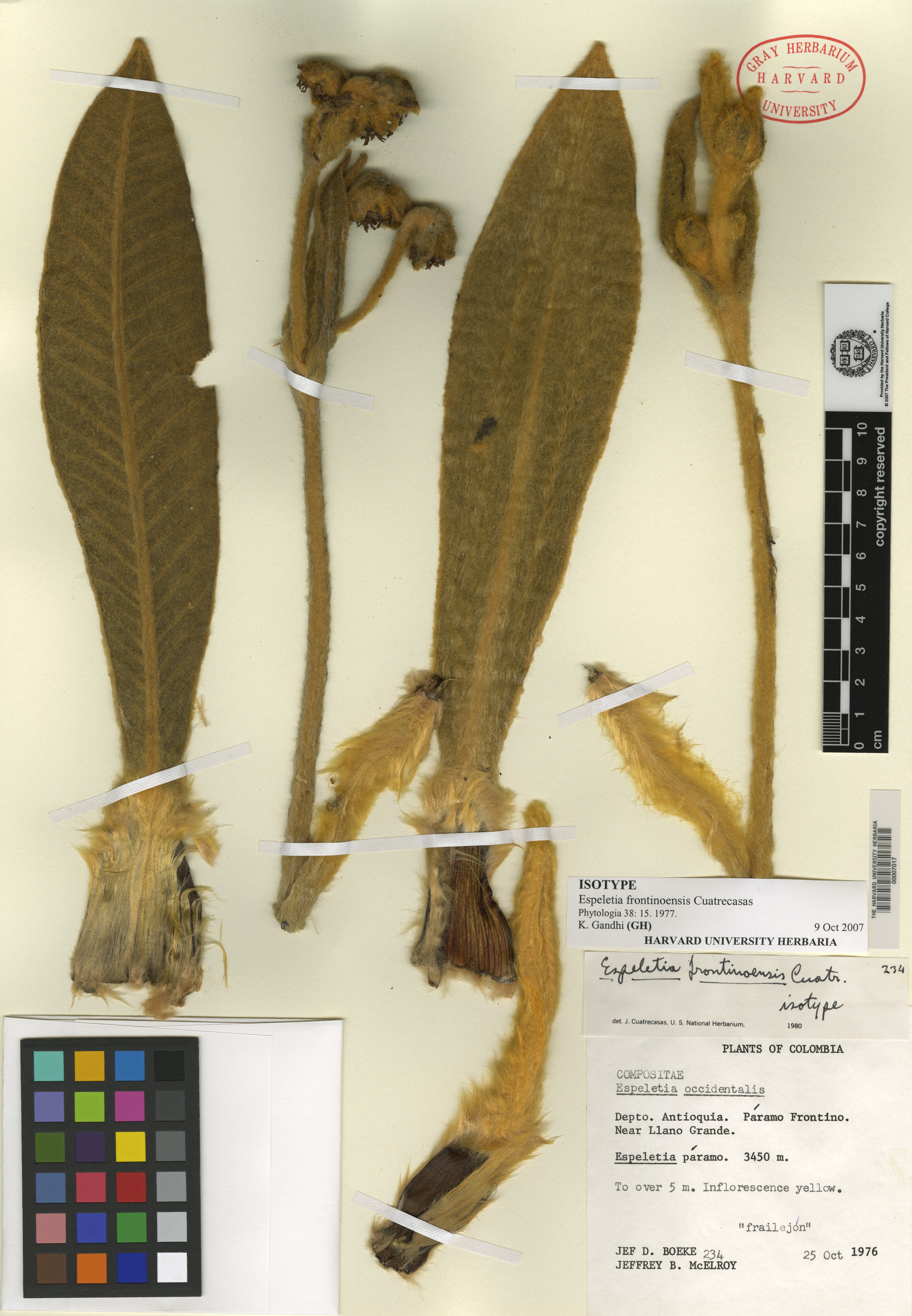 Espeletia frontinoensis image