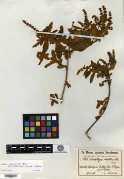 Buddleja crotonoides image