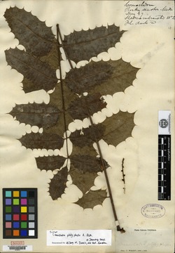 Comocladia platyphylla image
