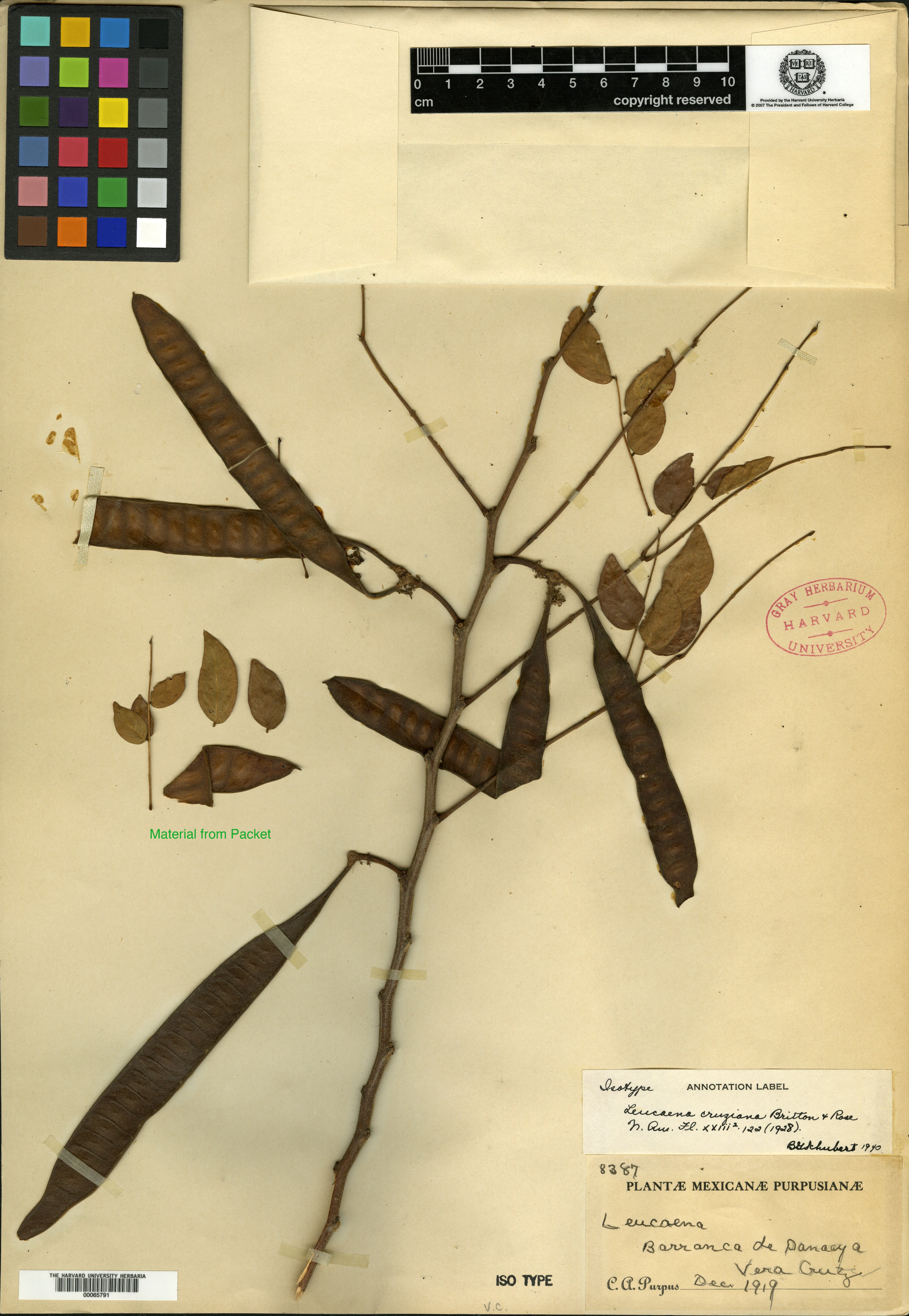 Leucaena lanceolata var. lanceolata image