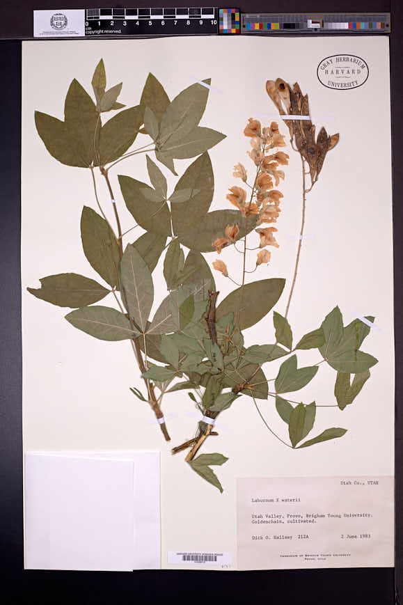 Laburnum alpinum image