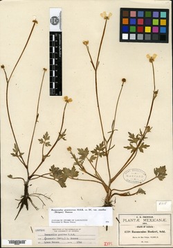 Ranunculus oaxacensis image