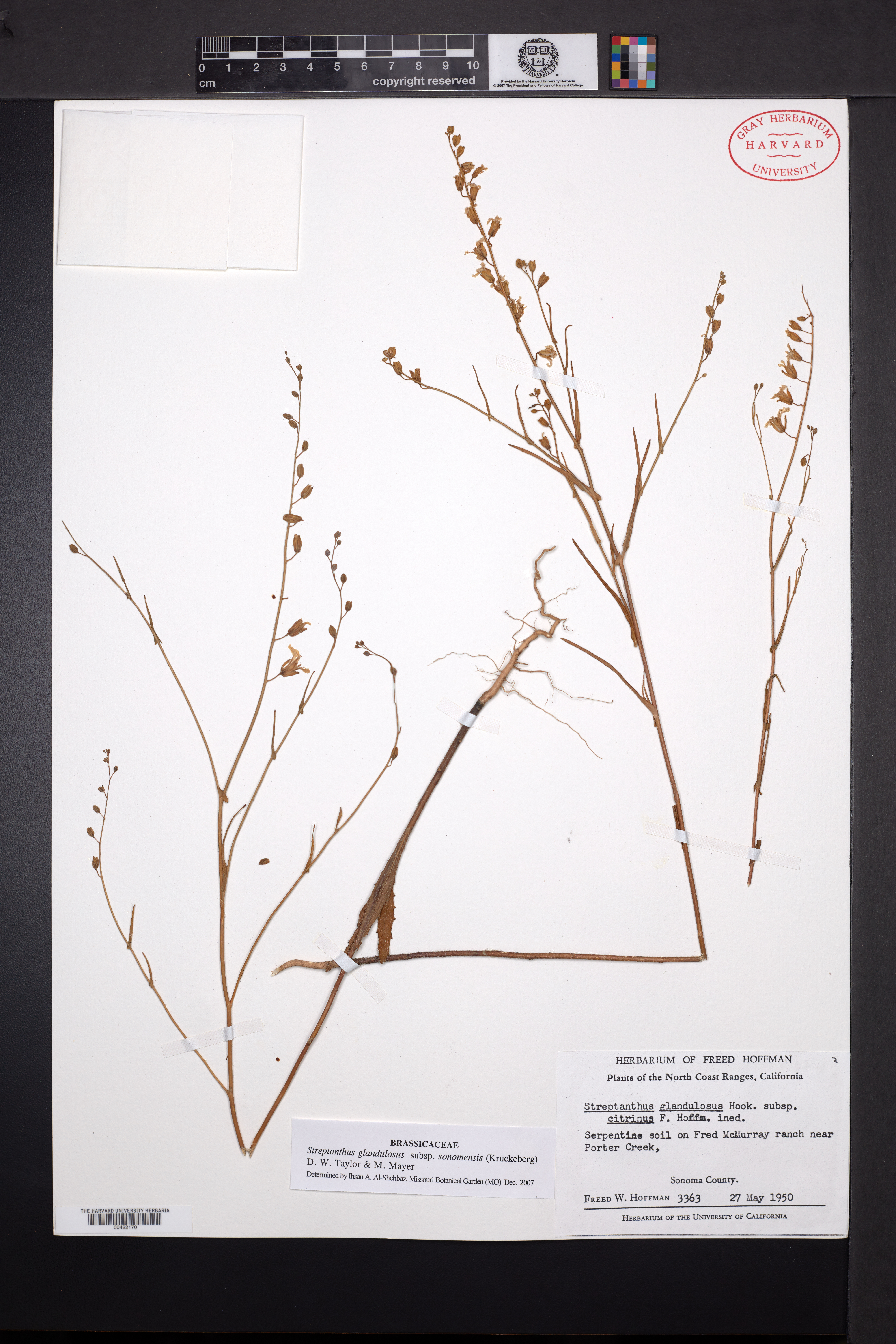 Streptanthus glandulosus subsp. sonomensis image