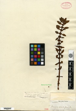 Bergia capensis image