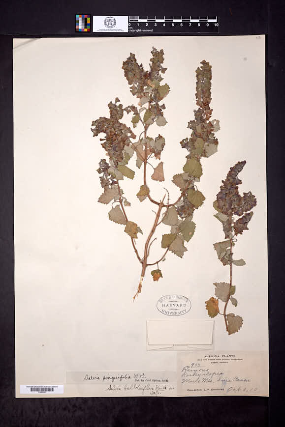 Salvia pinguifolia image