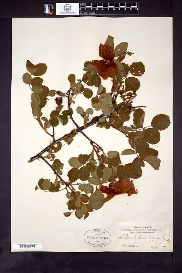 Rosa nutkana subsp. macdougalii image