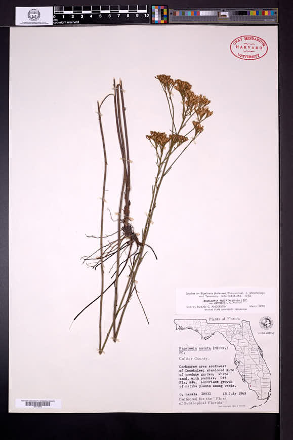 Bigelowia nudata subsp. australis image