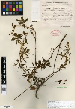 Mimosa tricephala image