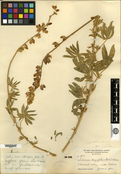 Lupinus longifolius image