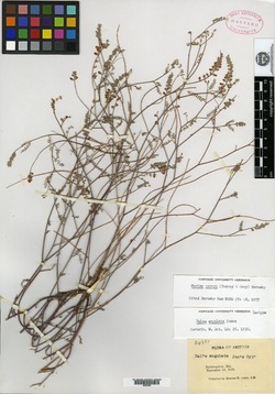Dalea angulata image