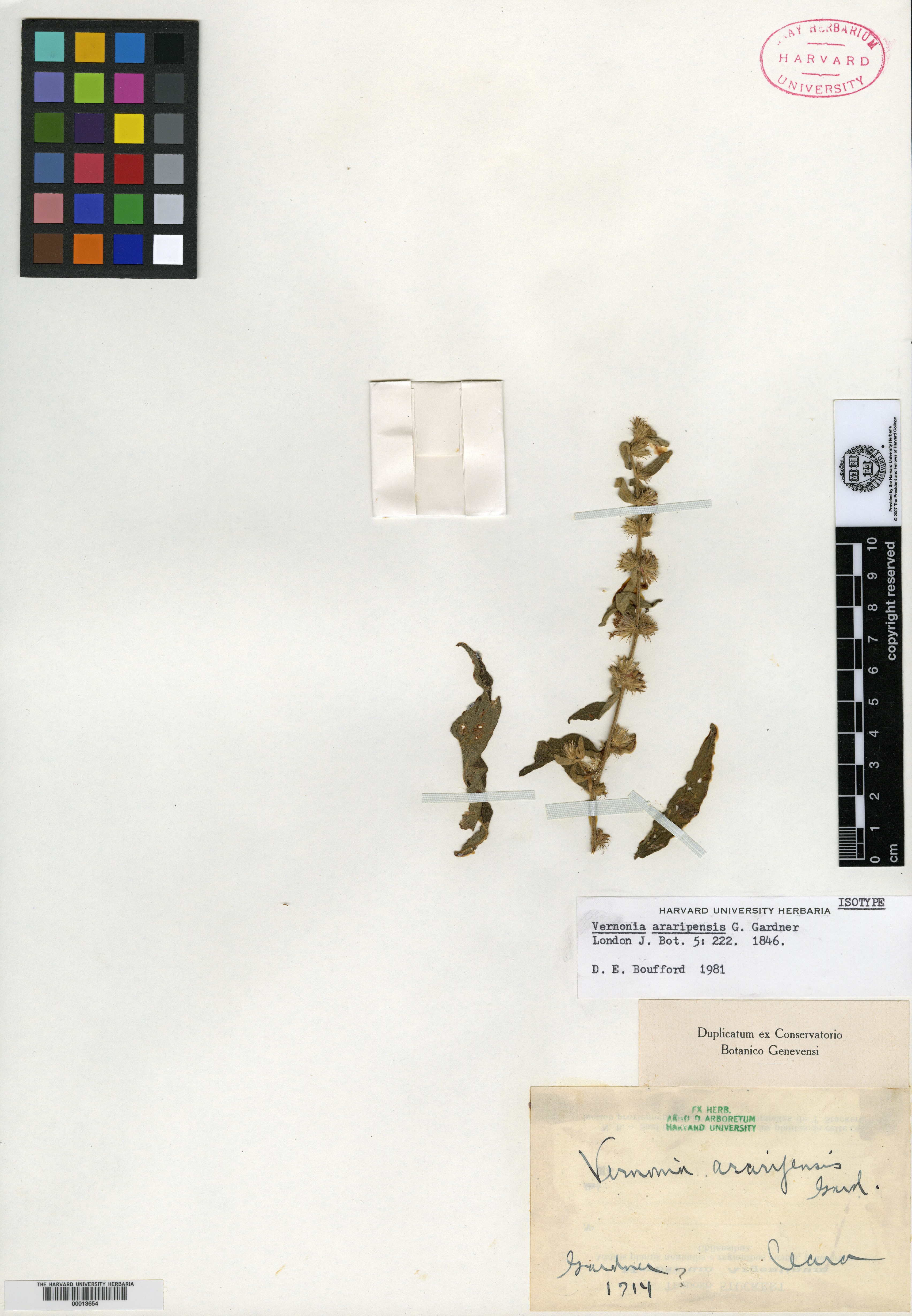 Lepidaploa araripensis image