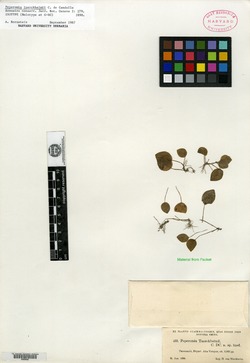 Peperomia tuerckheimii image
