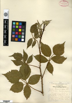 Rubus arundelanus image