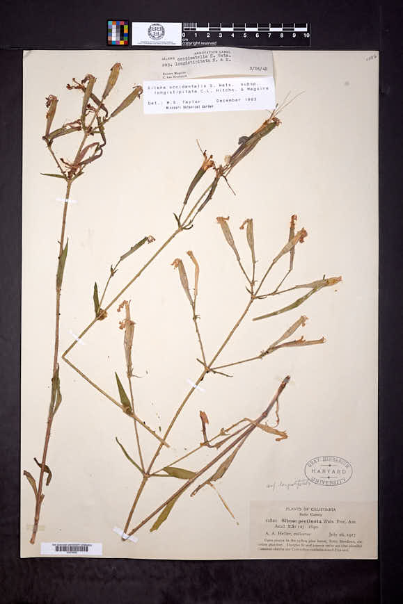 Silene occidentalis subsp. longistipitata image