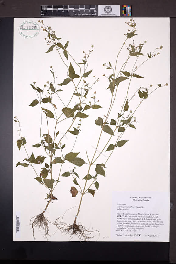 Galinsoga parviflora image