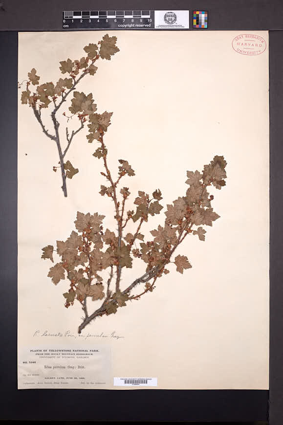 Ribes lacustre var. parvulum image