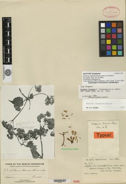 Mikania lloensis image