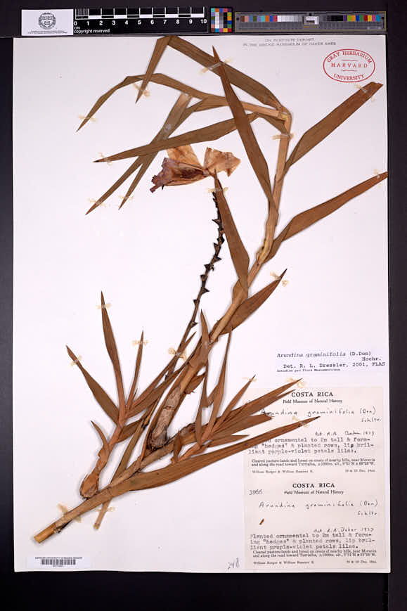 Arundina graminifolia image