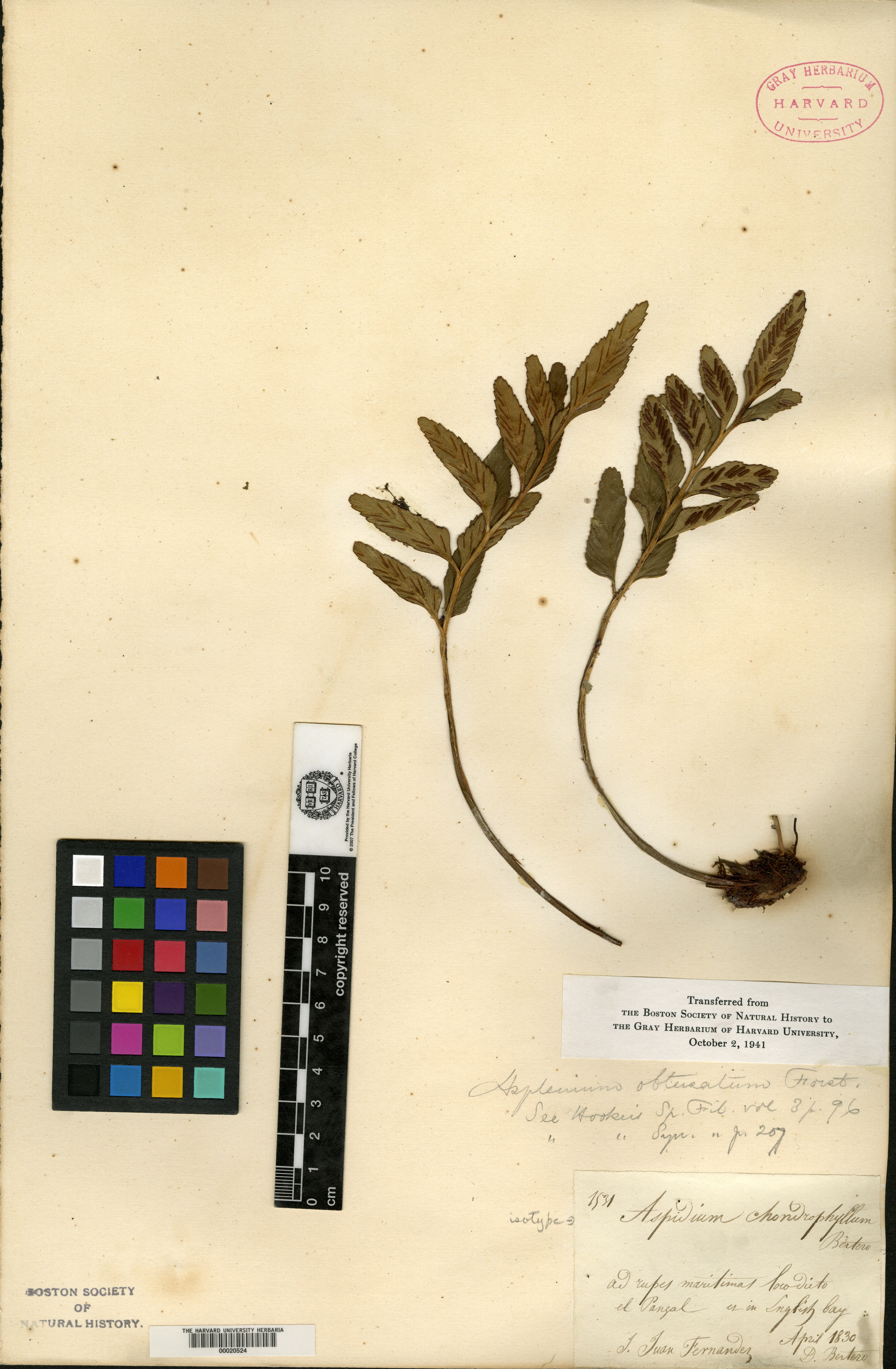 Asplenium chondrophyllum image
