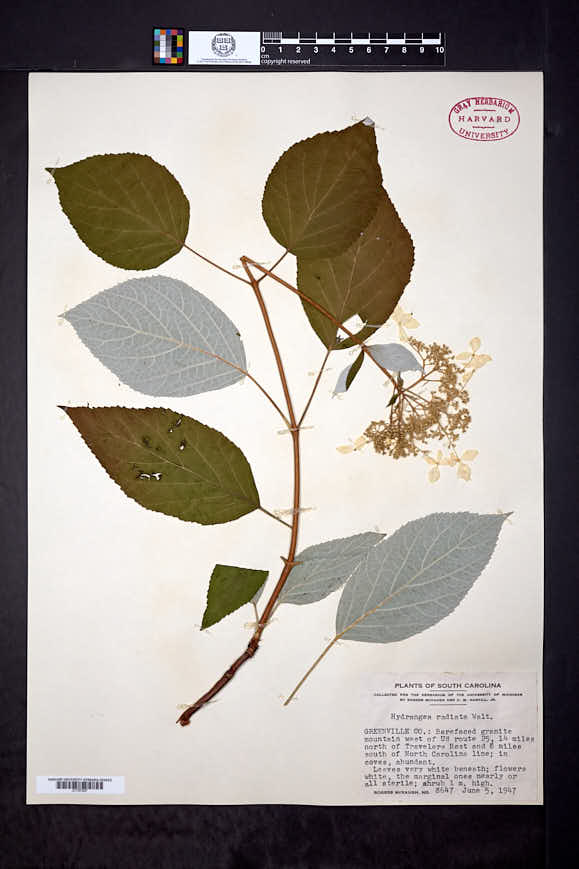 Hydrangea arborescens subsp. radiata image