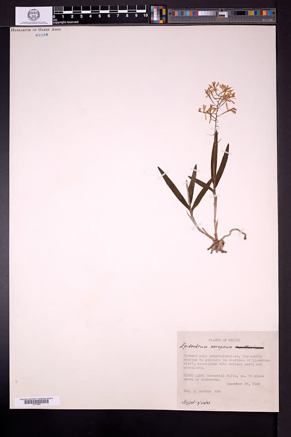 Epidendrum magnoliae image